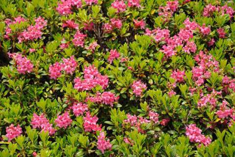  Rosa alpina (Rhododendron ferrugineum)